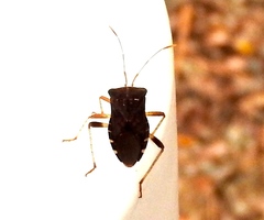 Anasa scorbutica