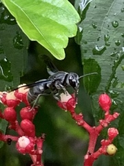 Allorhynchium argentatum