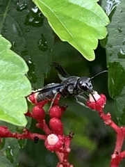 Allorhynchium argentatum