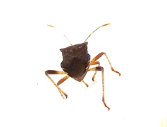 Anasa scorbutica