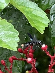 Allorhynchium argentatum