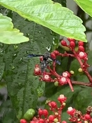 Allorhynchium argentatum