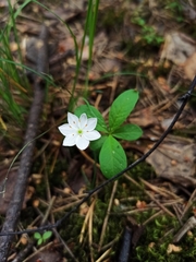 Lysimachia europaea