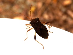 Anasa scorbutica
