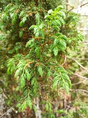 Juniperus communis