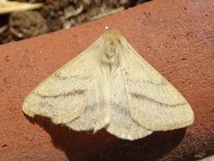 Trichophiala devylderi