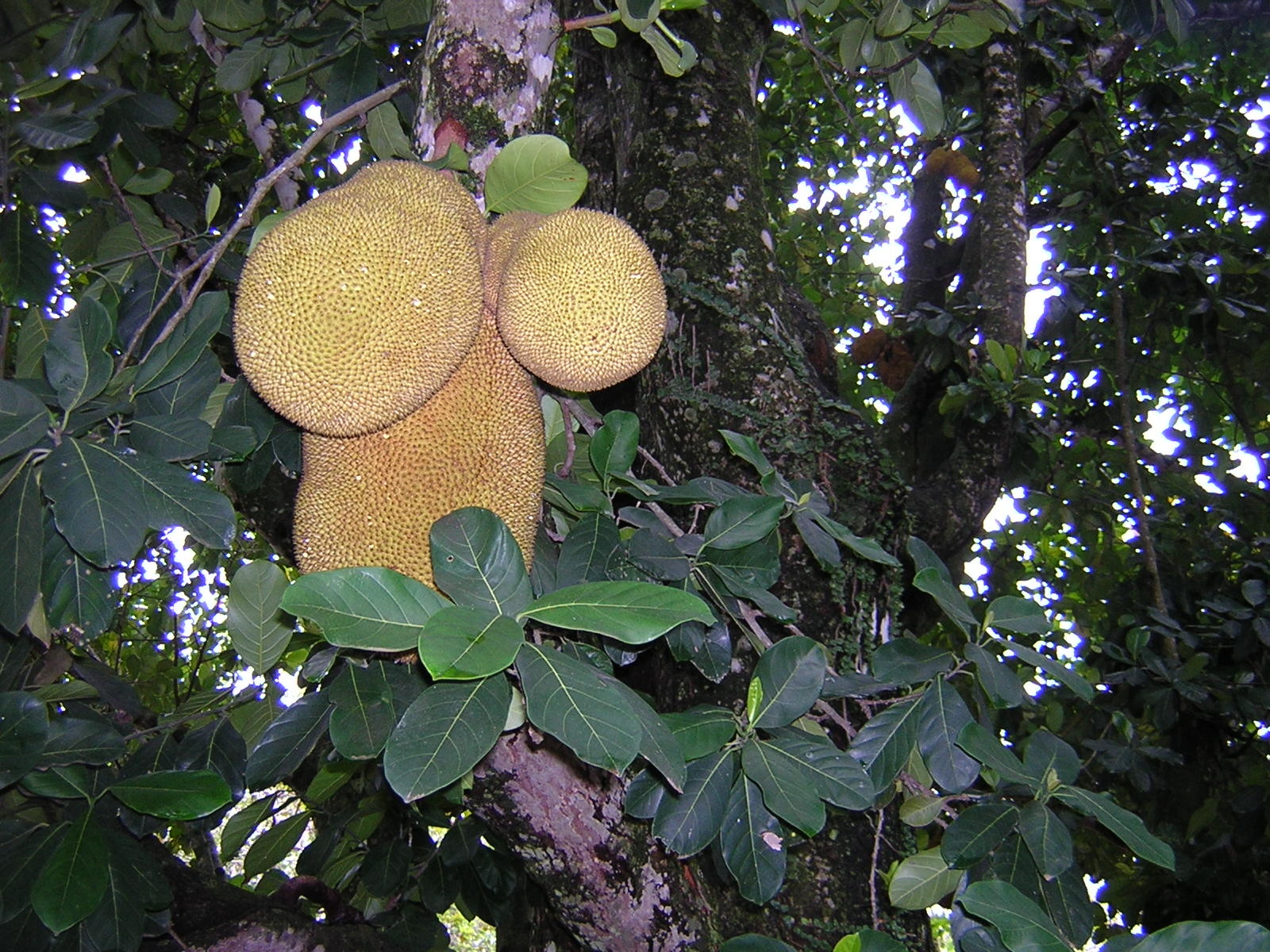 Artocarpus heterophyllus