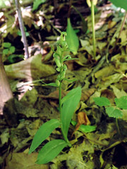Dactylorhiza viridis