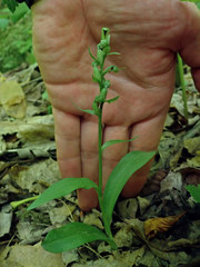 Dactylorhiza viridis