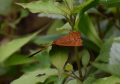 Pseudergolis wedah