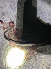 Thamnophis sirtalis annectens