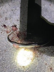 Thamnophis sirtalis annectens