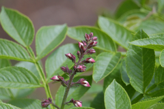 Dictamnus dasycarpus