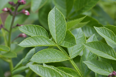 Dictamnus dasycarpus