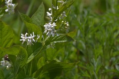 Vincetoxicum ascyrifolium