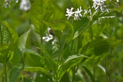 Vincetoxicum ascyrifolium