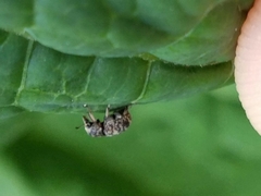 Eusphyrus walshi