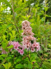 Spiraea salicifolia