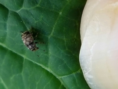 Eusphyrus walshi