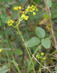 Ruta angustifolia