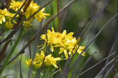 Tephroseris subscaposa