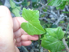 Kedrostis nana