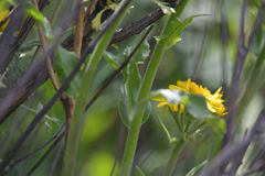 Tephroseris subscaposa