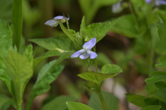 Viola acuminata