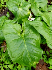 Arum besserianum