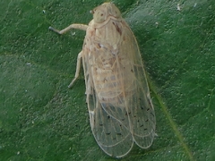 Pentastiridius