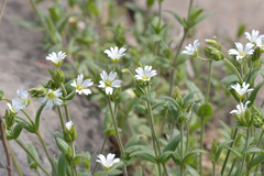 Cerastium furcatum