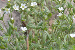 Cerastium furcatum