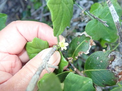 Kedrostis nana