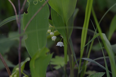 Convallaria keiskei