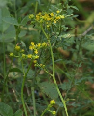Ruta angustifolia