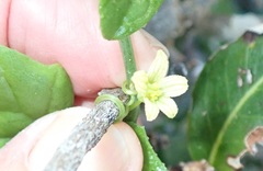 Kedrostis nana