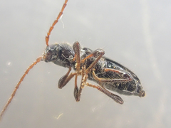 Phymatodes nitidus