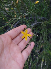 Menodora decemfida