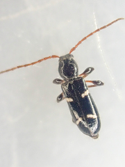 Phymatodes nitidus