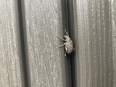 Ithycerus noveboracensis