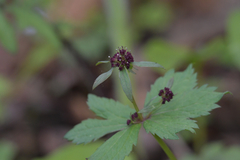 Sanicula rubriflora