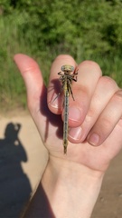 Phanogomphus oklahomensis