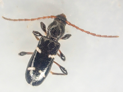 Phymatodes nitidus