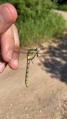 Phanogomphus oklahomensis