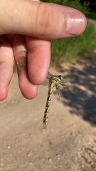 Phanogomphus oklahomensis