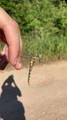 Phanogomphus oklahomensis