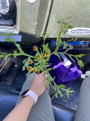 Helenium microcephalum