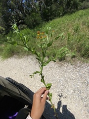 Helenium microcephalum