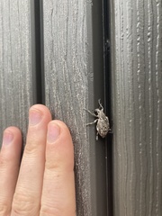 Ithycerus noveboracensis