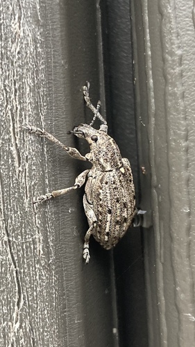 New York Weevil photo 3